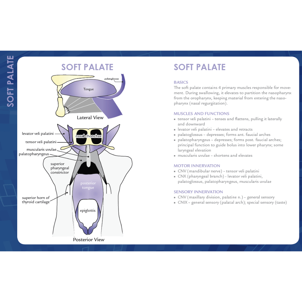 Diagram of the soft palate with labeled parts and text on a white background