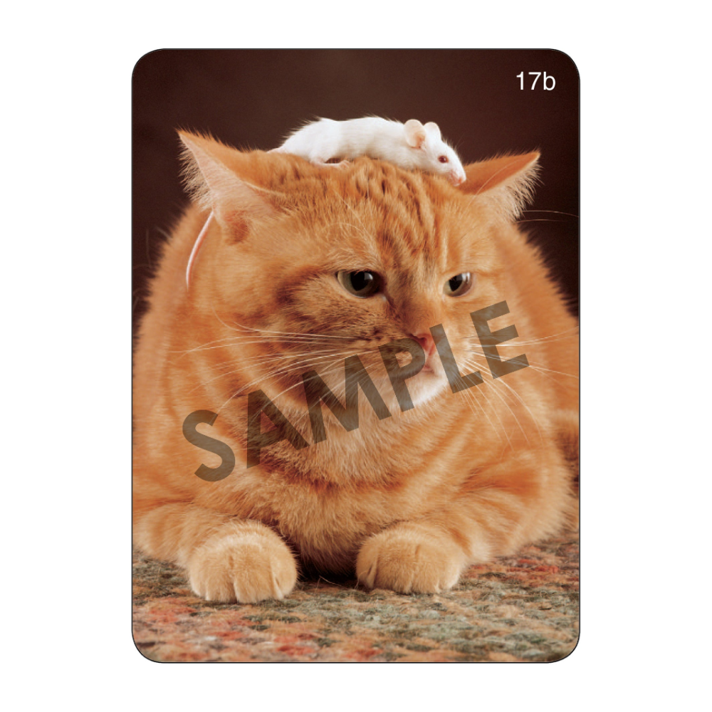Webber Photo Cards (Describing Fun with Dogs and Cats)
