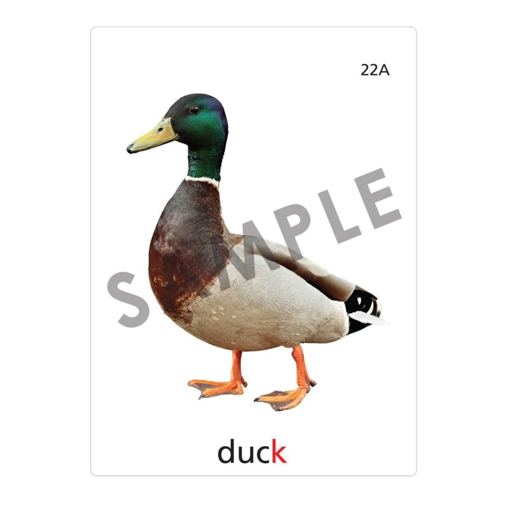 An articulation and language learning resource flashcard with a photo of a mallard duck on it