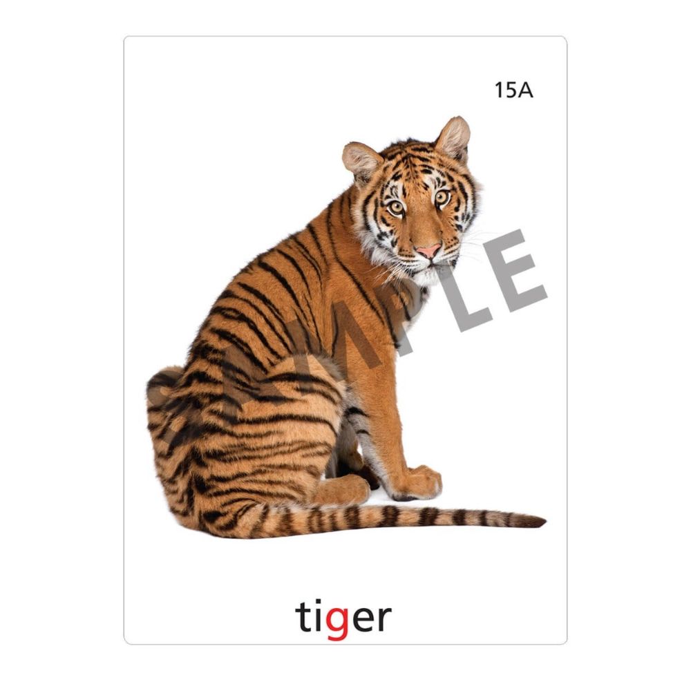 An articulation and language learning resource flashcard with a photo of a TIGER on it