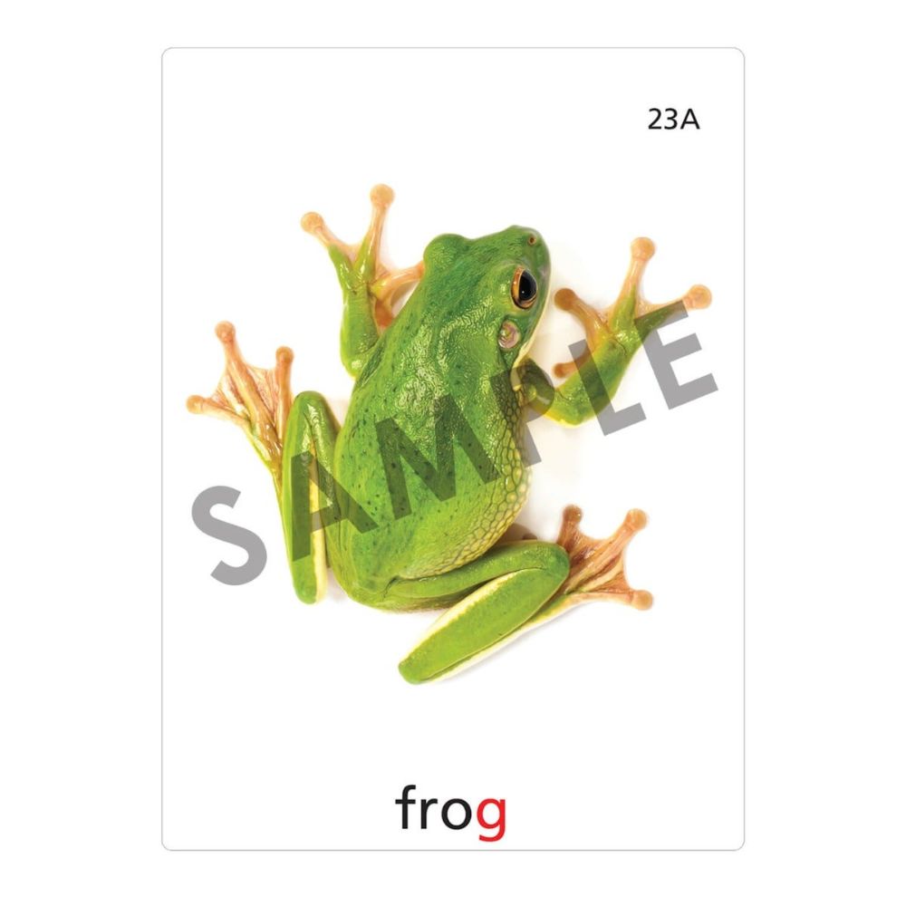 An articulation and language learning resource flashcard with a photo of a FROG on it