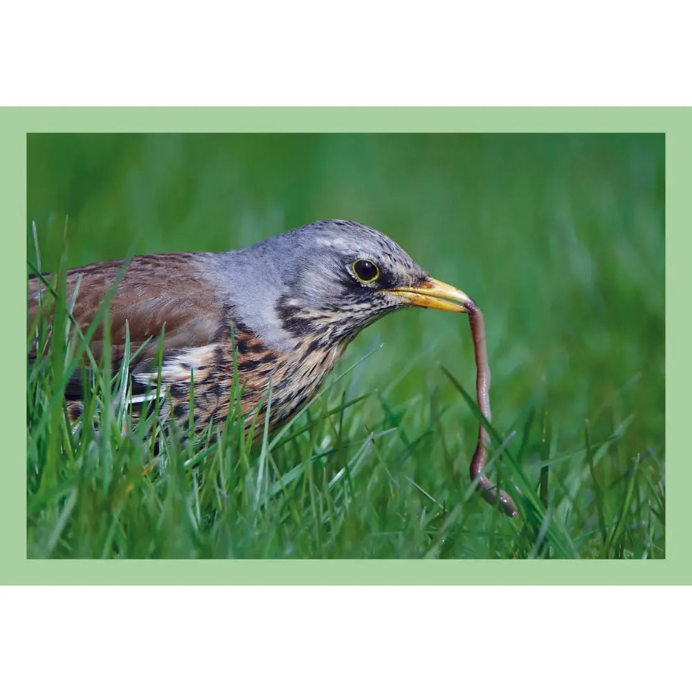 A nature photograph of a brown and gray bird standing in green grass and holding a worm in its beak, presented with a light green border.