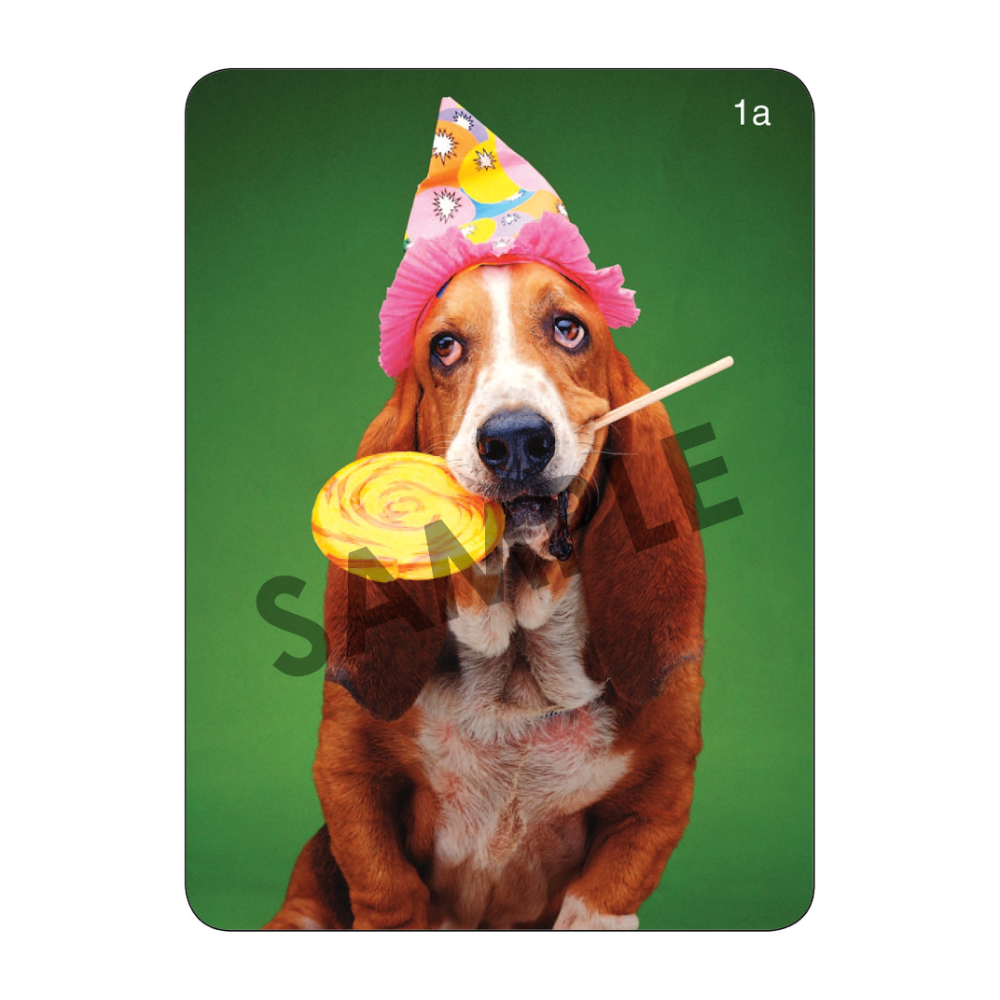 Webber Photo Cards (Describing Fun with Dogs and Cats)